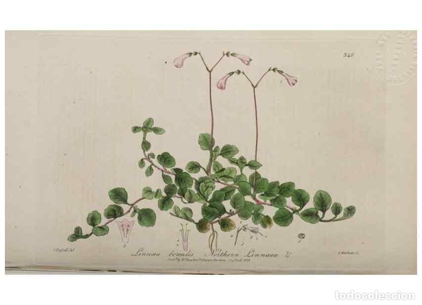 Collection Magazines and Newspapers: Reproducci&oacute;n/Reproduction 49788465742: British phaenogamous botany,. Oxford,Published by the author,