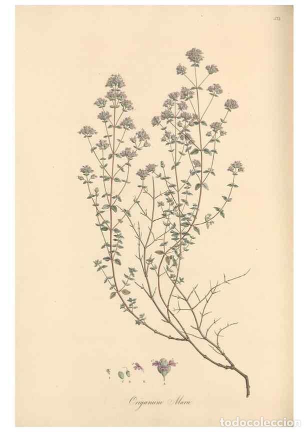 Collection Magazines and Newspapers: Reproducci&oacute;n/Reproduction 49557177858: Flora Graeca, sive, Plantarum rariorum historia, quas in prov