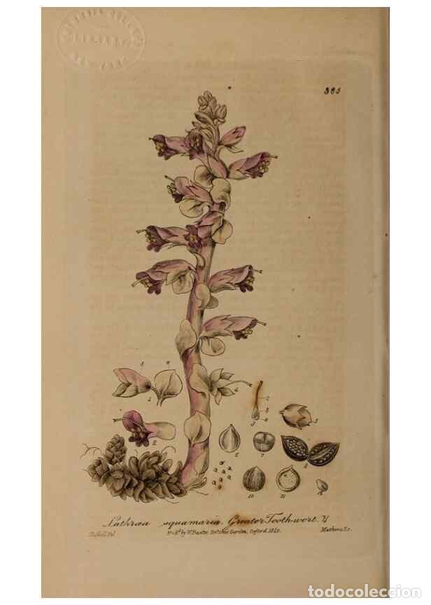 Collection Magazines and Newspapers: Reproducci&oacute;n/Reproduction 49787611048: British phaenogamous botany,. Oxford,Published by the author,