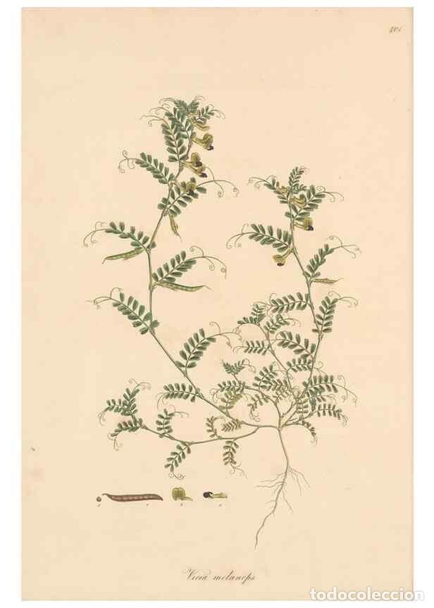 Collection Magazines and Newspapers: Reproducci&oacute;n/Reproduction 49580088087: Flora Graeca, sive, Plantarum rariorum historia, quas in prov