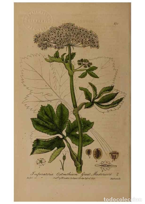 Sammeln von Zeitschriften und Zeitungen: Reproducci&oacute;n/Reproduction 49788472132: British phaenogamous botany,. Oxford,Published by the author,