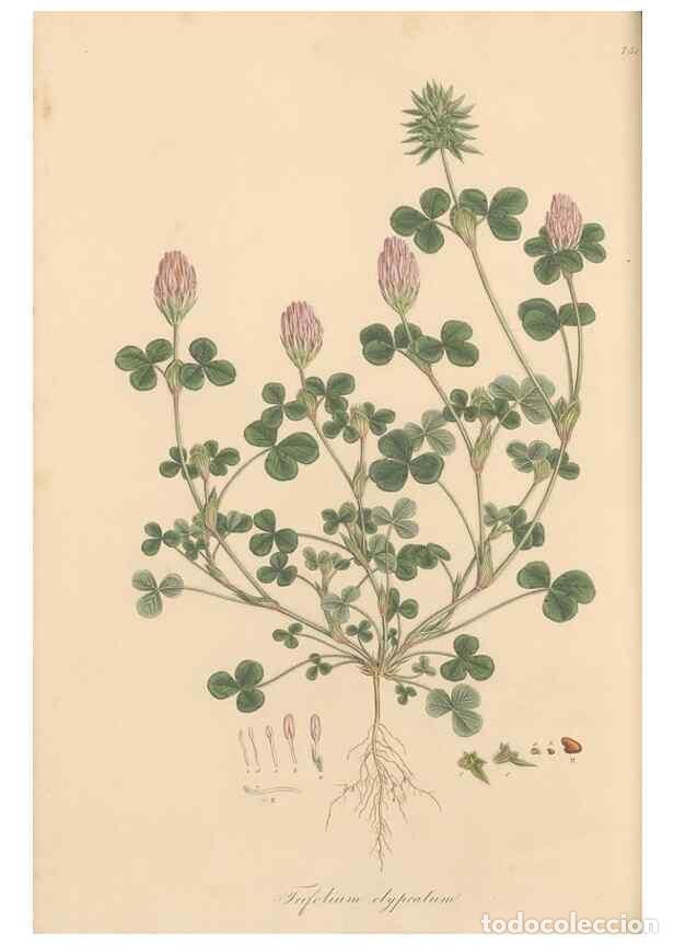 Sammeln von Zeitschriften und Zeitungen: Reproducci&oacute;n/Reproduction 49579829266: Flora Graeca, sive, Plantarum rariorum historia, quas in prov