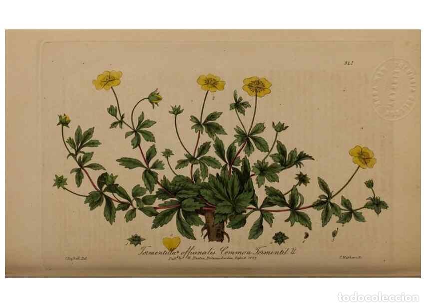 Sammeln von Zeitschriften und Zeitungen: Reproducci&oacute;n/Reproduction 49788146186: British phaenogamous botany,. Oxford,Published by the author,