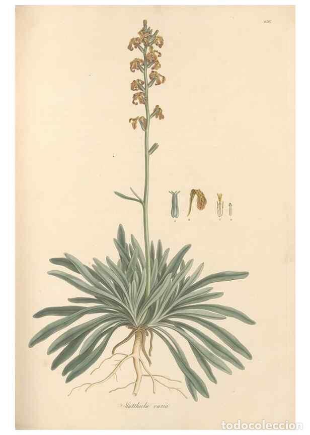 Sammeln von Zeitschriften und Zeitungen: Reproducci&oacute;n/Reproduction 49557251903: Flora Graeca, sive, Plantarum rariorum historia, quas in prov