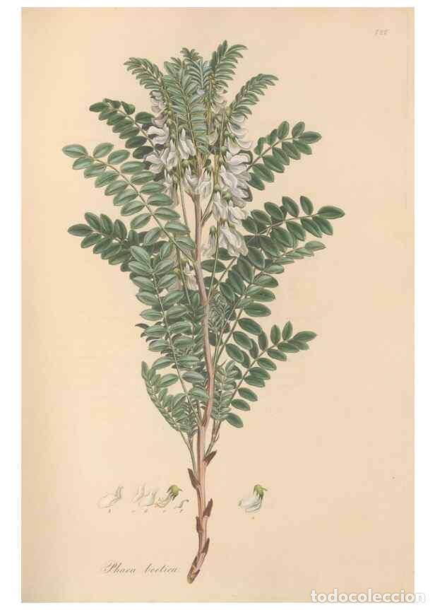 Sammeln von Zeitschriften und Zeitungen: Reproducci&oacute;n/Reproduction 49579316508: Flora Graeca, sive, Plantarum rariorum historia, quas in prov