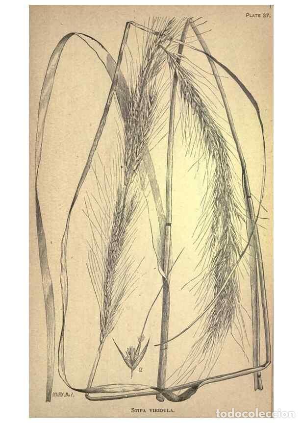 Sammeln von Zeitschriften und Zeitungen: Reproducci&oacute;n/Reproduction 49578677858: The agricultural grasses and forage plants of the United Stat