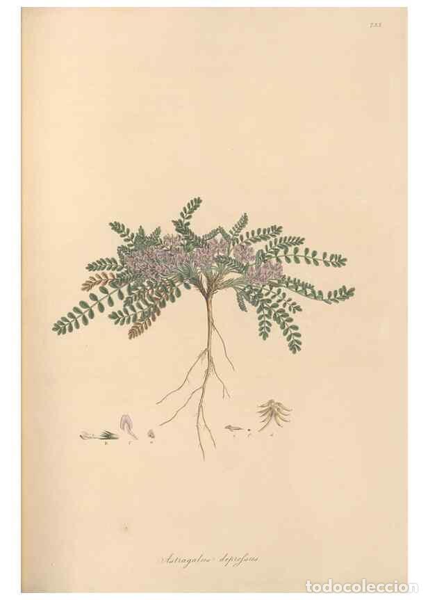 Sammeln von Zeitschriften und Zeitungen: Reproducci&oacute;n/Reproduction 49579822161: Flora Graeca, sive, Plantarum rariorum historia, quas in prov