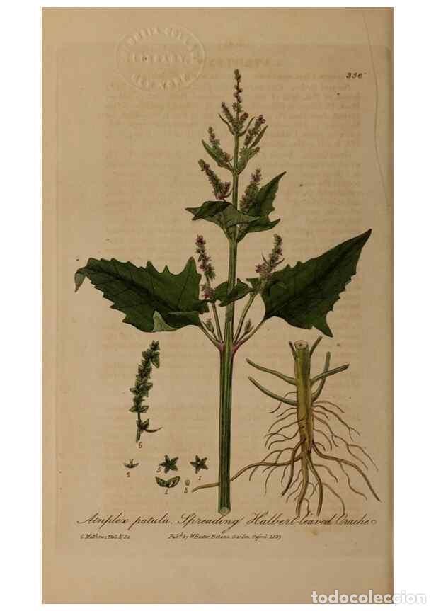 Collectionnisme de Revues et Journaux: Reproducci&oacute;n/Reproduction 49787608943: British phaenogamous botany,. Oxford,Published by the author,