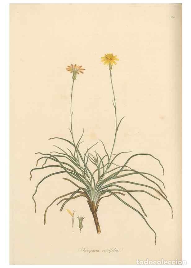 Collectionnisme de Revues et Journaux: Reproducci&oacute;n/Reproduction 49580068657: Flora Graeca, sive, Plantarum rariorum historia, quas in prov