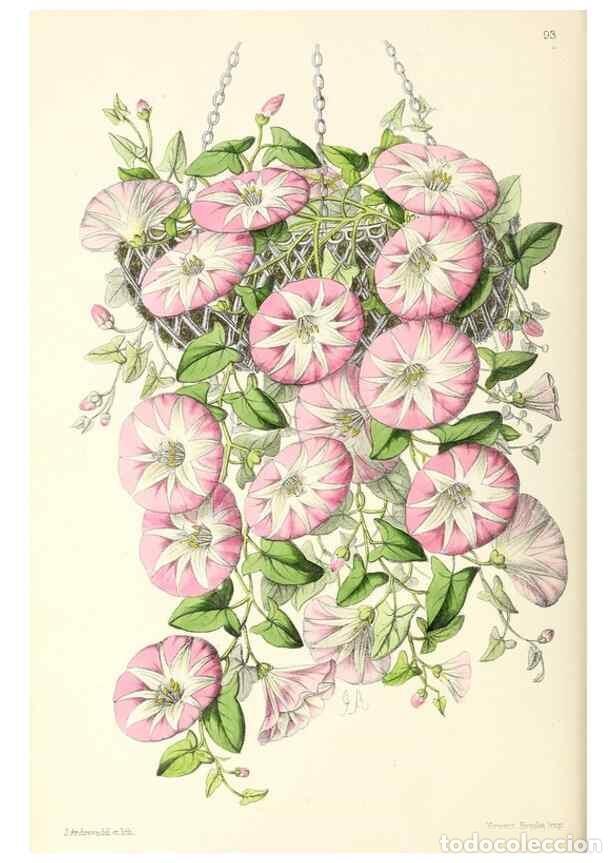 Collectionnisme de Revues et Journaux: Reproducci&oacute;n/Reproduction 49797462041: The floral magazine;. London,L. Reeve & Co.. - Dombrain, Henr