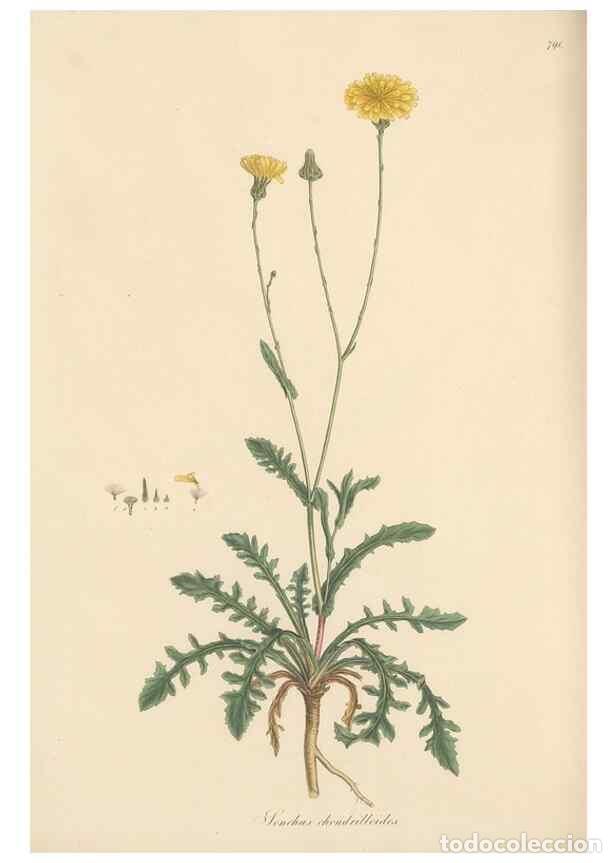 Collectionnisme de Revues et Journaux: Reproducci&oacute;n/Reproduction 49580070287: Flora Graeca, sive, Plantarum rariorum historia, quas in prov