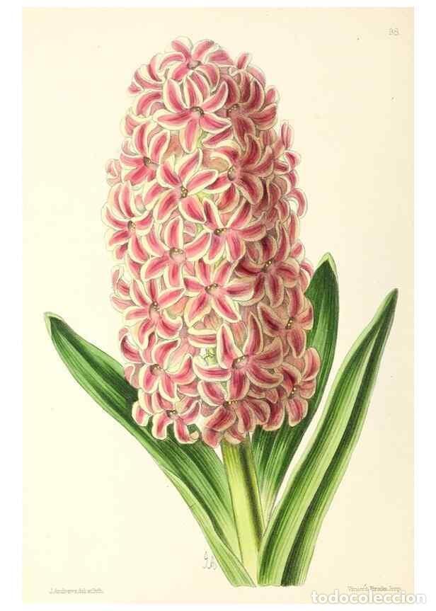 Collezionismo di Riviste e Giornali: Reproducci&oacute;n/Reproduction 49797773922: The floral magazine;. London,L. Reeve & Co.. - Dombrain, Henr