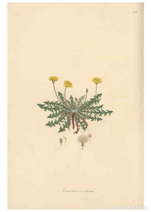 Collezionismo di Riviste e Giornali: Reproducci&oacute;n/Reproduction 49579845416: Flora Graeca, sive, Plantarum rariorum historia, quas in prov