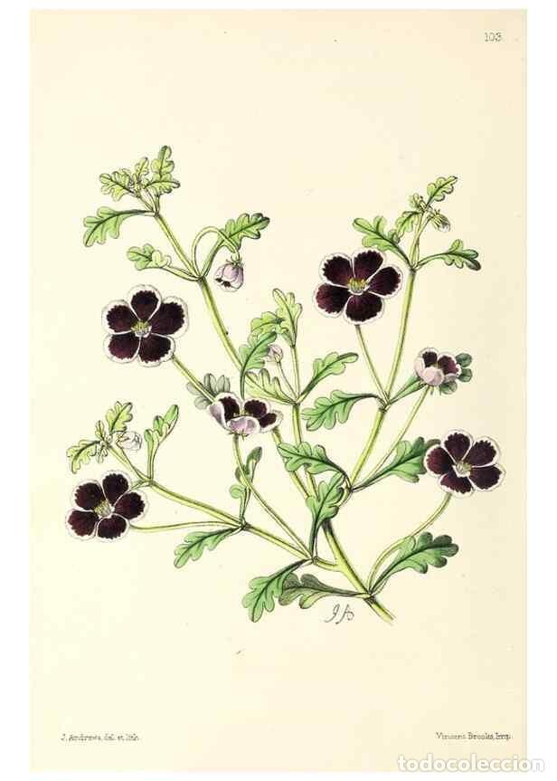 Collezionismo di Riviste e Giornali: Reproducci&oacute;n/Reproduction 49797465051: The floral magazine;. London,L. Reeve & Co.. - Dombrain, Henr