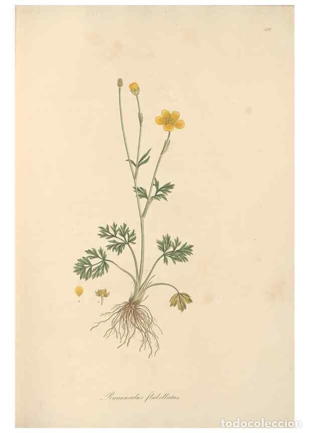 Collezionismo di Riviste e Giornali: Reproducci&oacute;n/Reproduction 49557892707: Flora Graeca, sive, Plantarum rariorum historia, quas in prov