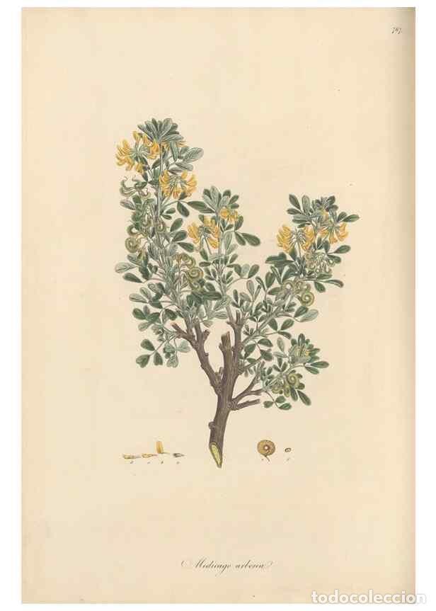 Collezionismo di Riviste e Giornali: Reproducci&oacute;n/Reproduction 49579331658: Flora Graeca, sive, Plantarum rariorum historia, quas in prov