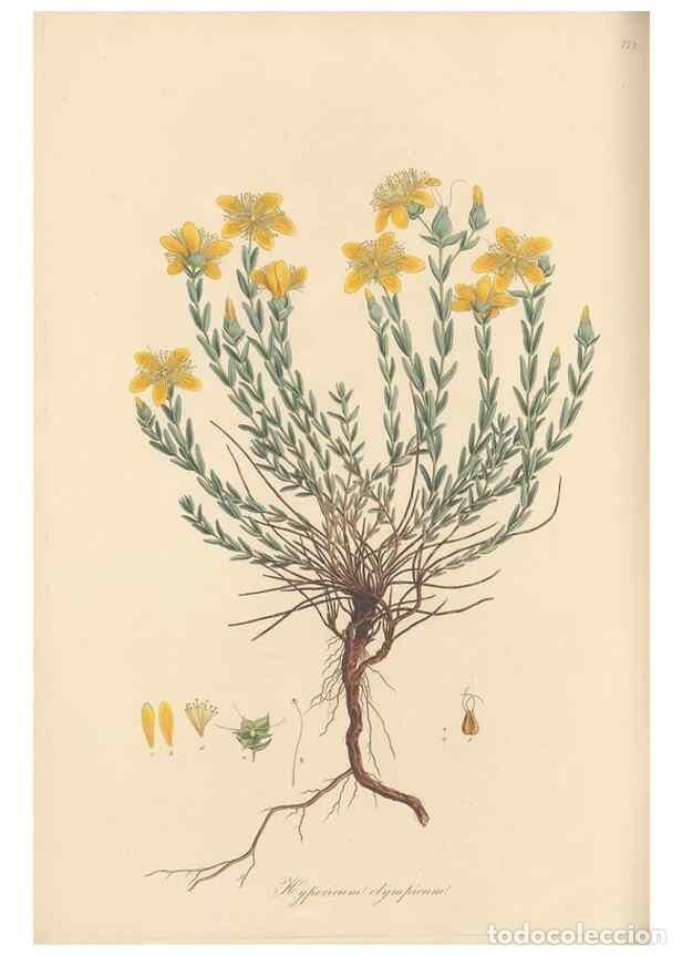 Collezionismo di Riviste e Giornali: Reproducci&oacute;n/Reproduction 49580063647: Flora Graeca, sive, Plantarum rariorum historia, quas in prov