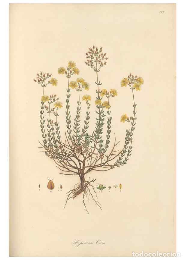 Collezionismo di Riviste e Giornali: Reproducci&oacute;n/Reproduction 49579838711: Flora Graeca, sive, Plantarum rariorum historia, quas in prov