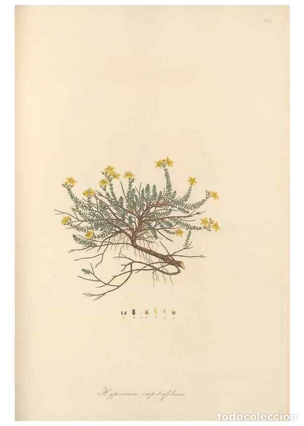 Collezionismo di Riviste e Giornali: Reproducci&oacute;n/Reproduction 49579837756: Flora Graeca, sive, Plantarum rariorum historia, quas in prov