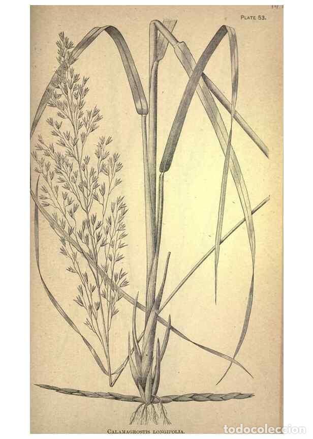 Collezionismo di Riviste e Giornali: Reproducci&oacute;n/Reproduction 49579186256: The agricultural grasses and forage plants of the United Stat