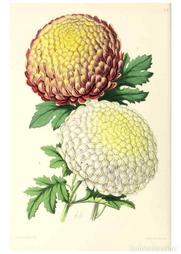 Collezionismo di Riviste e Giornali: Reproducci&oacute;n/Reproduction 49796913733: The floral magazine;. London,L. Reeve & Co.. - Dombrain, Henr
