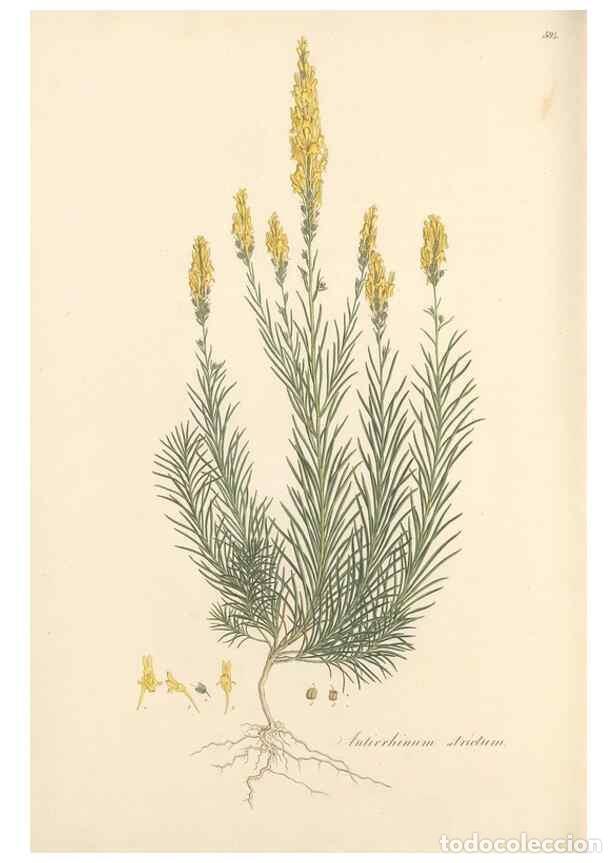 Collezionismo di Riviste e Giornali: Reproducci&oacute;n/Reproduction 49557184548: Flora Graeca, sive, Plantarum rariorum historia, quas in prov