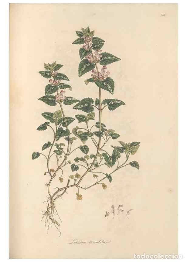 Collezionismo di Riviste e Giornali: Reproducci&oacute;n/Reproduction 49557172103: Flora Graeca, sive, Plantarum rariorum historia, quas in prov