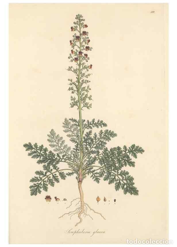 Collezionismo di Riviste e Giornali: Reproducci&oacute;n/Reproduction 49557917677: Flora Graeca, sive, Plantarum rariorum historia, quas in prov
