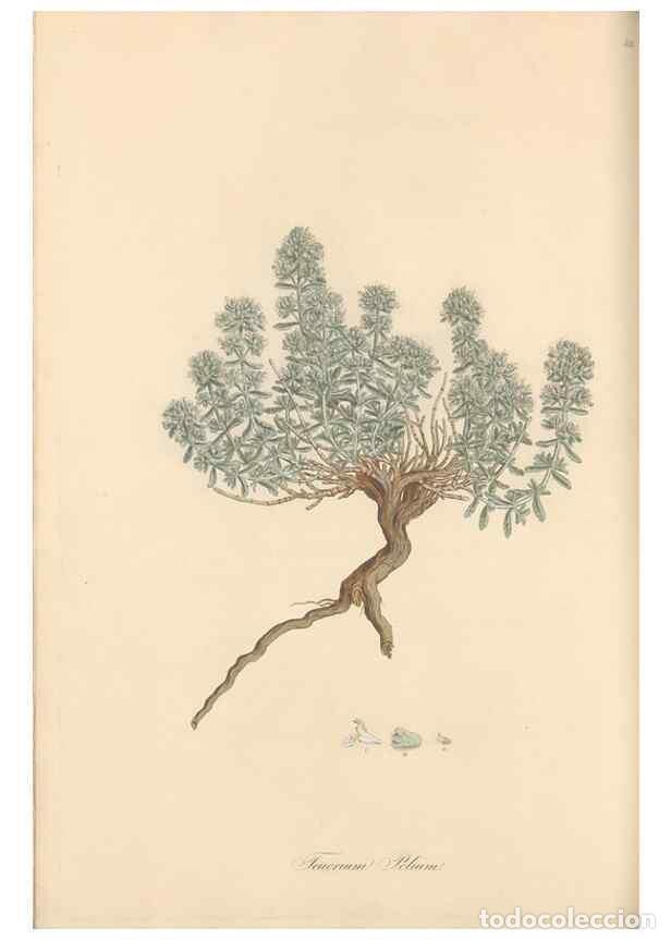 Collezionismo di Riviste e Giornali: Reproducci&oacute;n/Reproduction 49557897582: Flora Graeca, sive, Plantarum rariorum historia, quas in prov