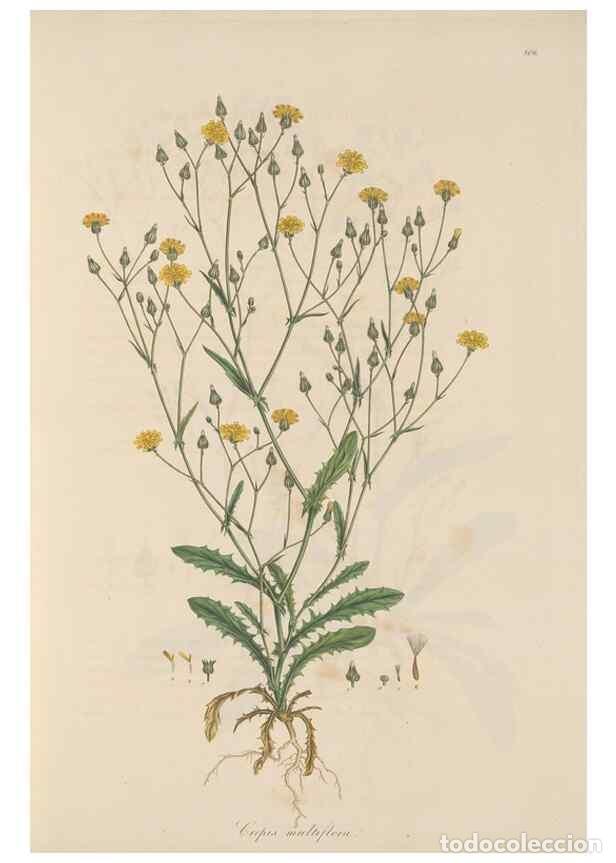 Collezionismo di Riviste e Giornali: Reproducci&oacute;n/Reproduction 49580113437: Flora Graeca, sive, Plantarum rariorum historia, quas in prov