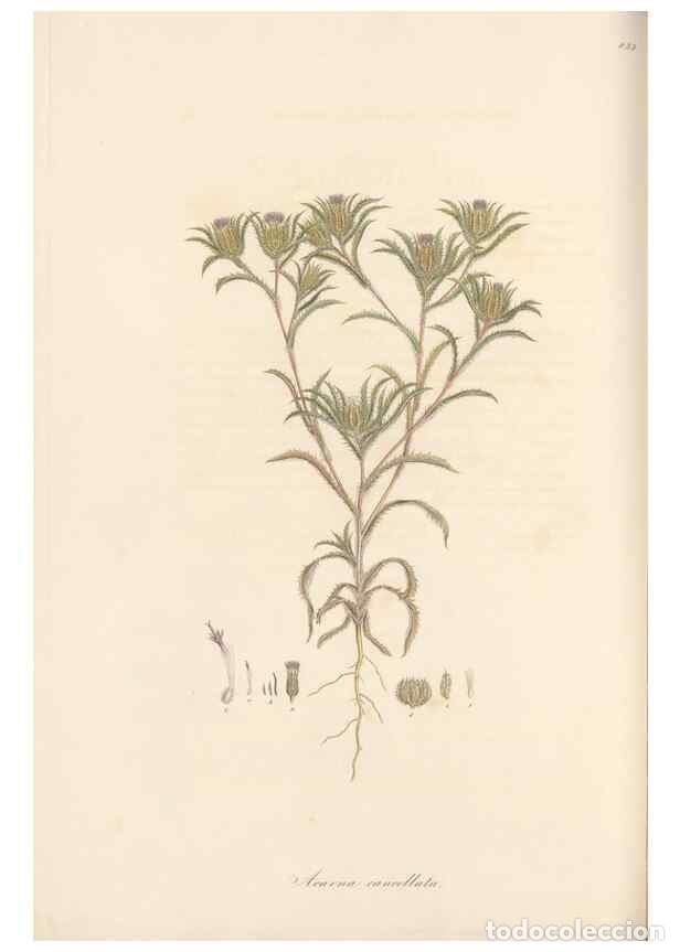 Sammeln von Zeitschriften und Zeitungen: Reproducci&oacute;n/Reproduction 49580124537: Flora Graeca, sive, Plantarum rariorum historia, quas in prov