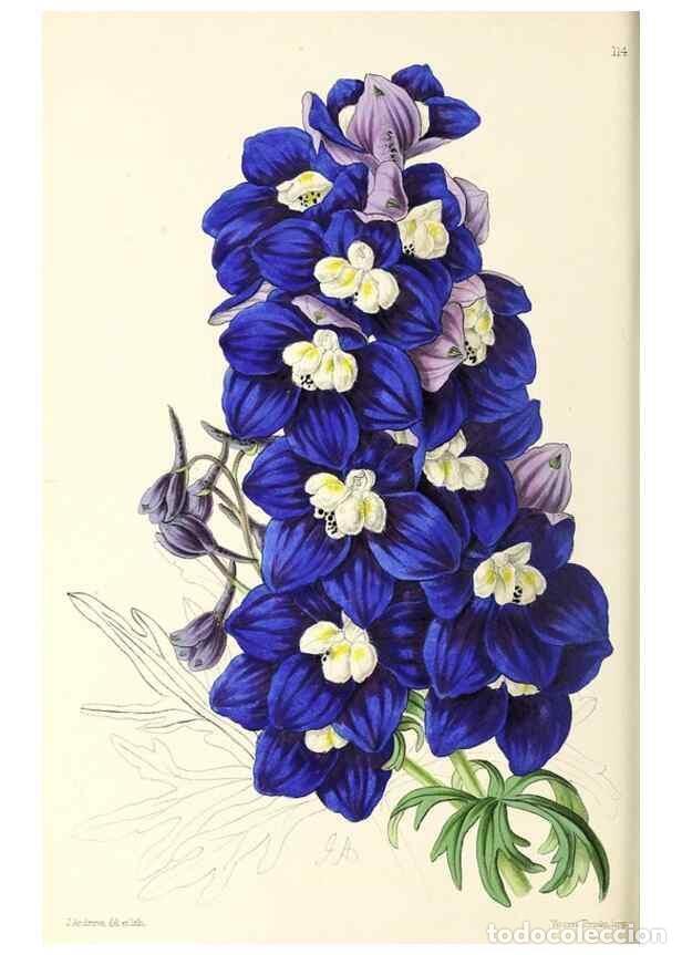 Sammeln von Zeitschriften und Zeitungen: Reproducci&oacute;n/Reproduction 49796924333: The floral magazine;. London,L. Reeve & Co.. - Dombrain, Henr