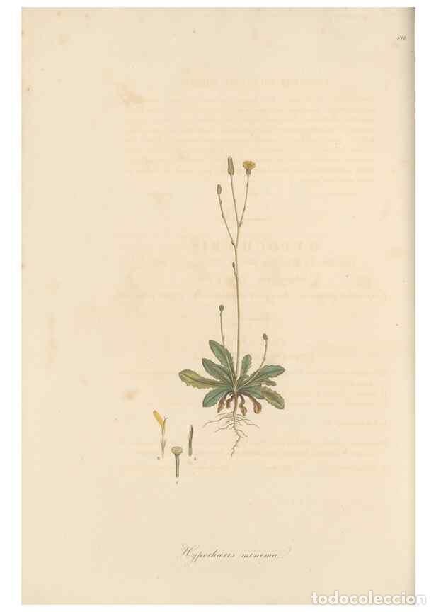 Sammeln von Zeitschriften und Zeitungen: Reproducci&oacute;n/Reproduction 49579889996: Flora Graeca, sive, Plantarum rariorum historia, quas in prov