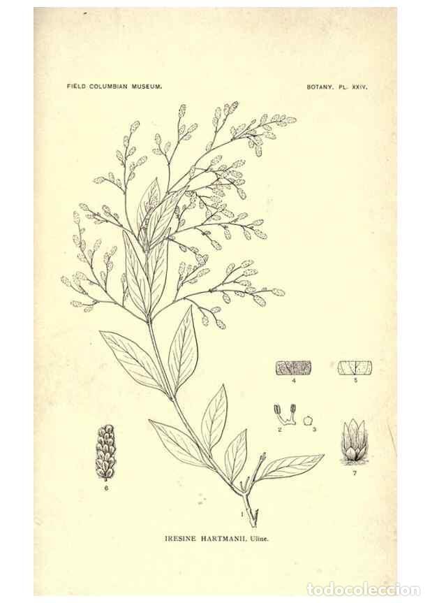 Sammeln von Zeitschriften und Zeitungen: Reproducci&oacute;n/Reproduction 49799392491: Publication.. Chicago. :Field Columbian Museum,1895-1909.. -