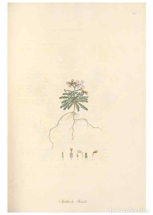 Sammeln von Zeitschriften und Zeitungen: Reproducci&oacute;n/Reproduction 49557252463: Flora Graeca, sive, Plantarum rariorum historia, quas in prov