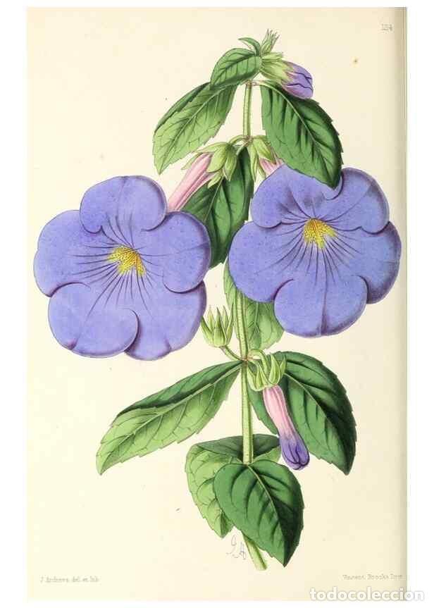 Sammeln von Zeitschriften und Zeitungen: Reproducci&oacute;n/Reproduction 49797472006: The floral magazine;. London,L. Reeve & Co.. - Dombrain, Henr