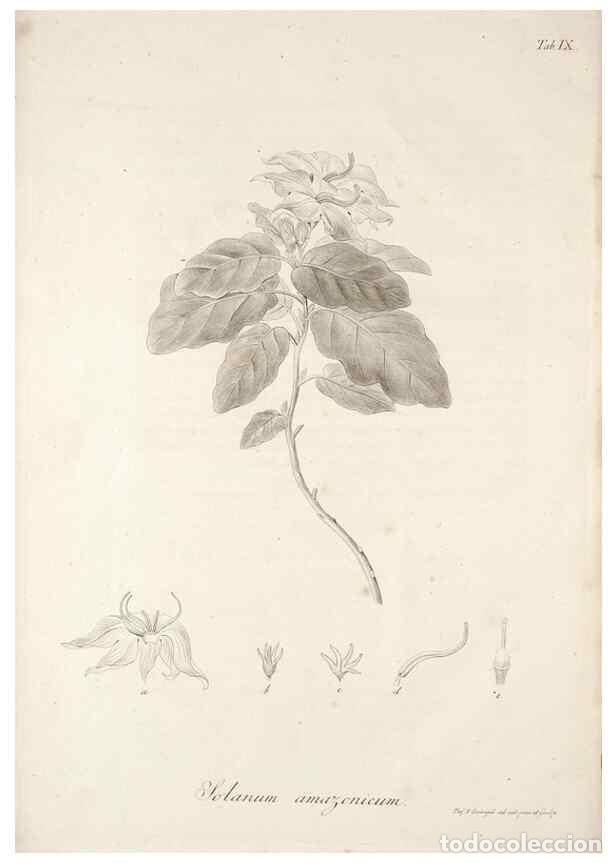 Sammeln von Zeitschriften und Zeitungen: Reproducci&oacute;n/Reproduction 49578978661: Horae physicae Berolinenses :. Bonnae :Adolphi Marcus,1820..