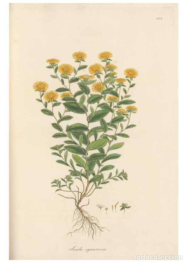 Sammeln von Zeitschriften und Zeitungen: Reproducci&oacute;n/Reproduction 49579408503: Flora Graeca, sive, Plantarum rariorum historia, quas in prov