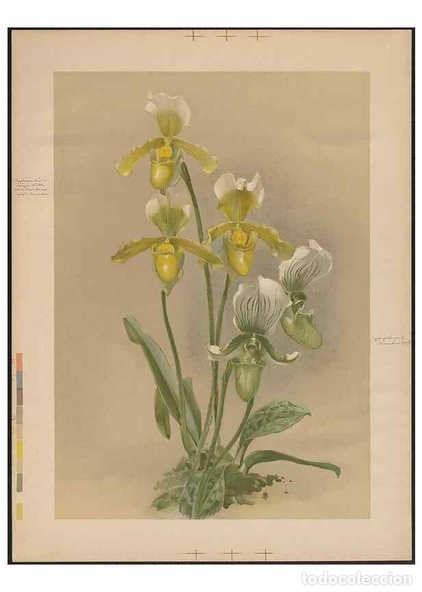 Sammeln von Zeitschriften und Zeitungen: Reproducci&oacute;n/Reproduction 49798237411: [Reichenbachia] :. St. Albans, England? :s.n.,1895?. - Sander