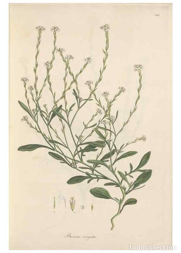 Sammeln von Zeitschriften und Zeitungen: Reproducci&oacute;n/Reproduction 49557741316: Flora Graeca, sive, Plantarum rariorum historia, quas in prov