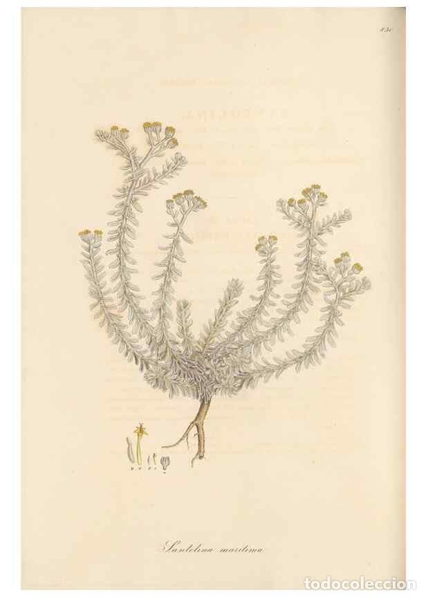 Collectionnisme de Revues et Journaux: Reproducci&oacute;n/Reproduction 49579399358: Flora Graeca, sive, Plantarum rariorum historia, quas in prov