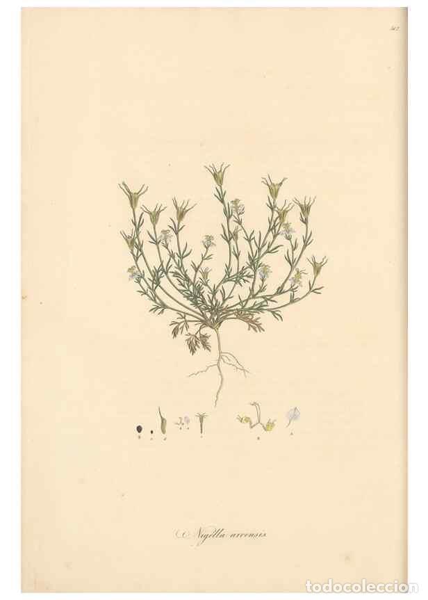 Collection Magazines and Newspapers: Reproducci&oacute;n/Reproduction 49557655811: Flora Graeca, sive, Plantarum rariorum historia, quas in prov