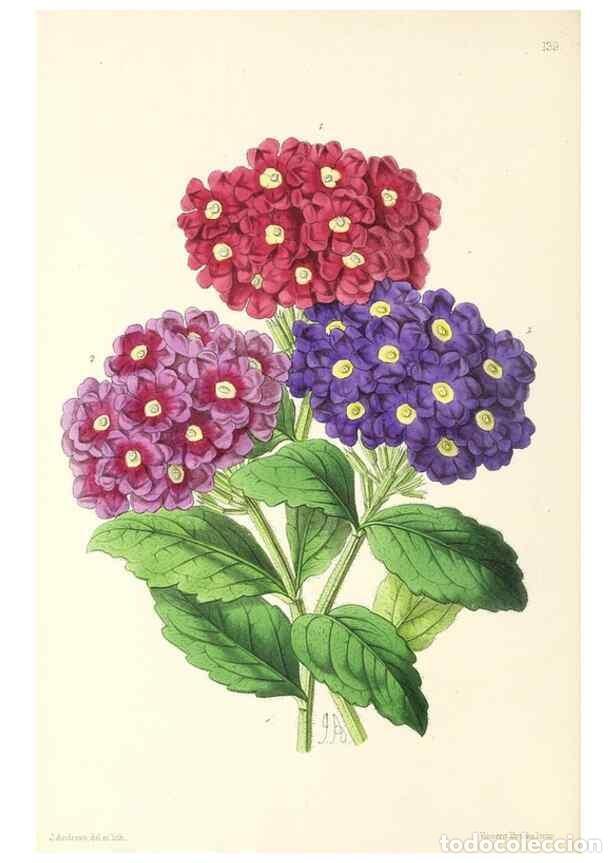 Collection Magazines and Newspapers: Reproducci&oacute;n/Reproduction 49797346561: The floral magazine;. London,L. Reeve & Co.. - Dombrain, Henr