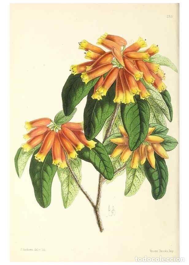 Collection Magazines and Newspapers: Reproducci&oacute;n/Reproduction 49796689433: The floral magazine;. London,L. Reeve & Co.. - Dombrain, Henr