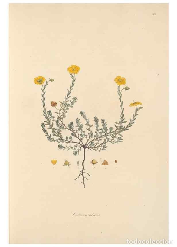 Collezionismo di Riviste e Giornali: Reproducci&oacute;n/Reproduction 49557887457: Flora Graeca, sive, Plantarum rariorum historia, quas in prov