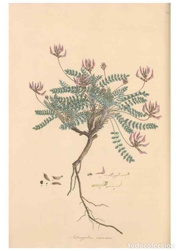 Collezionismo di Riviste e Giornali: Reproducci&oacute;n/Reproduction 49579318263: Flora Graeca, sive, Plantarum rariorum historia, quas in prov