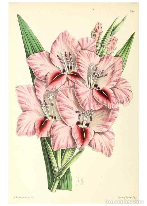 Collezionismo di Riviste e Giornali: Reproducci&oacute;n/Reproduction 49797671347: The floral magazine;. London,L. Reeve & Co.. - Dombrain, Henr