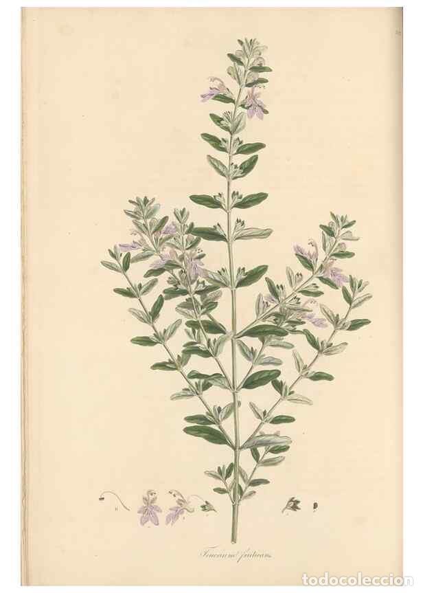 Collezionismo di Riviste e Giornali: Reproducci&oacute;n/Reproduction 49557660541: Flora Graeca, sive, Plantarum rariorum historia, quas in prov