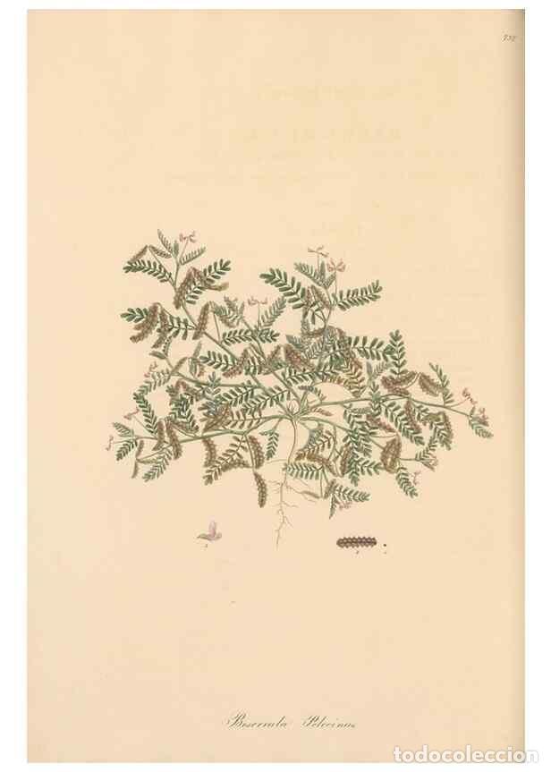 Collezionismo di Riviste e Giornali: Reproducci&oacute;n/Reproduction 49579320378: Flora Graeca, sive, Plantarum rariorum historia, quas in prov