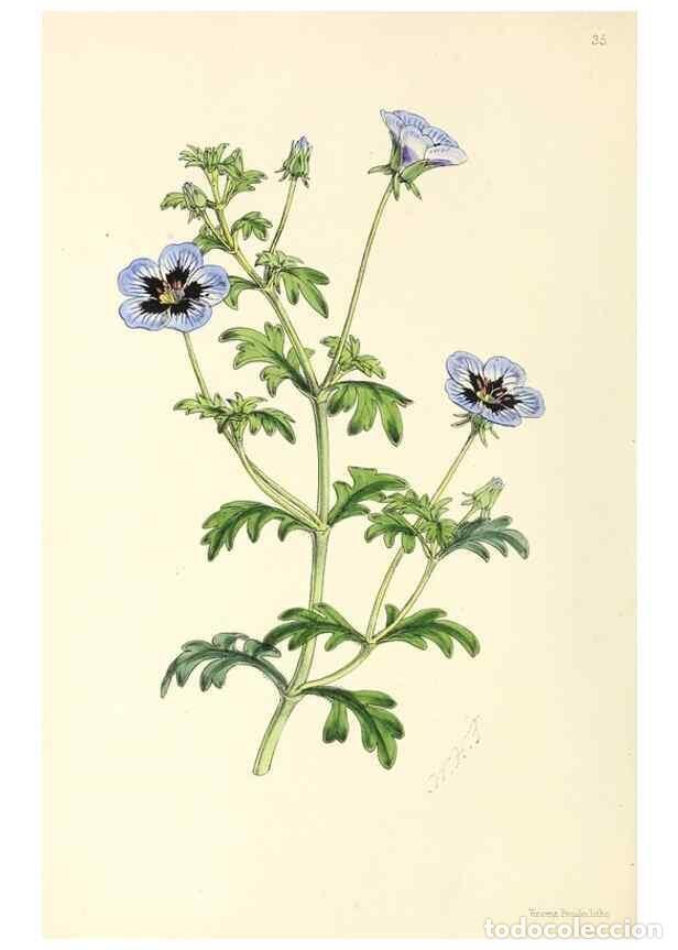 Collezionismo di Riviste e Giornali: Reproducci&oacute;n/Reproduction 49797017498: The floral magazine;. London,L. Reeve & Co.. - Dombrain, Henr